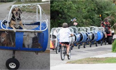 Cachorros em carrinho azul e trem com cachorros