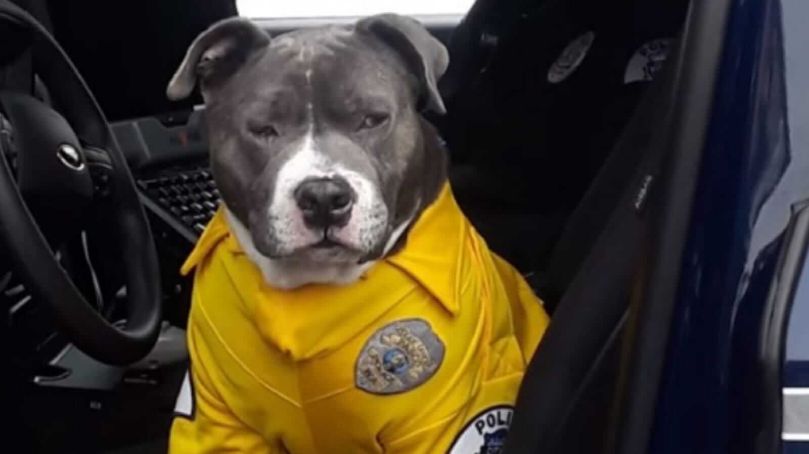 Cachorro com uniforme de polícia