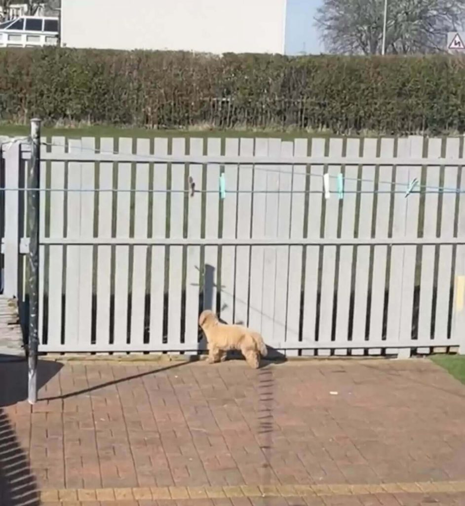 Família cria 'janelinha' para cachorro fofoqueiro espiar pela cerca