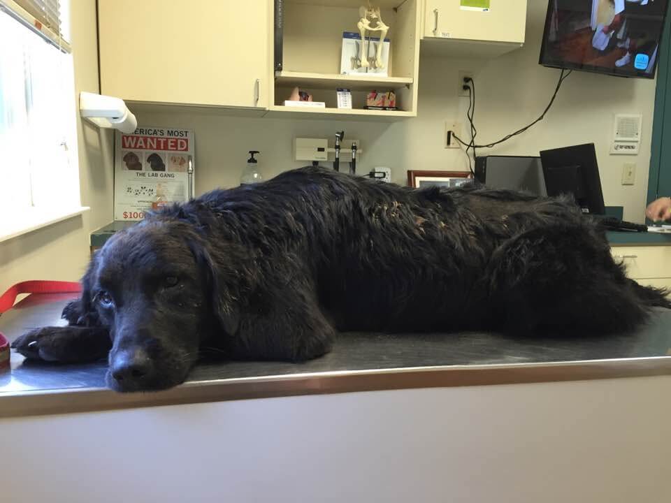 Cachorro deitado em mesa de veterinário