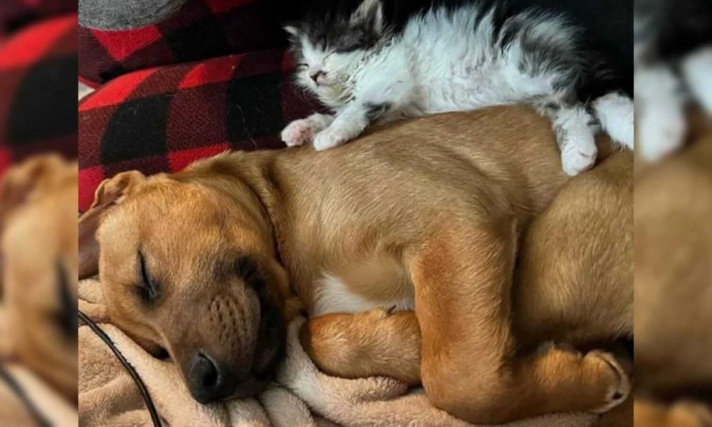 Gato e cachorro abraçados