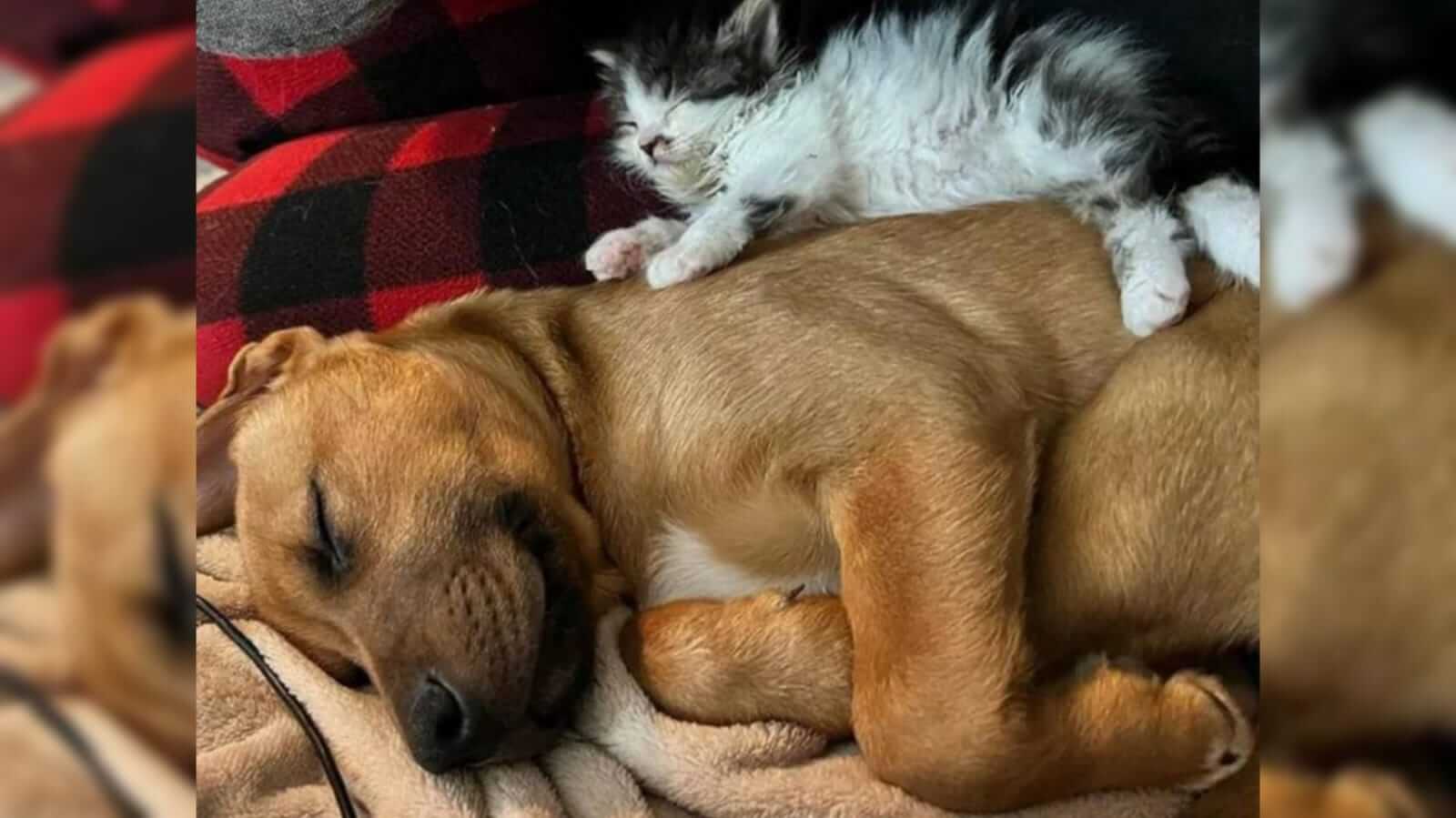 Gato e cachorro abraçados