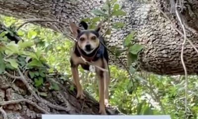 Cachorro em cima de árvore