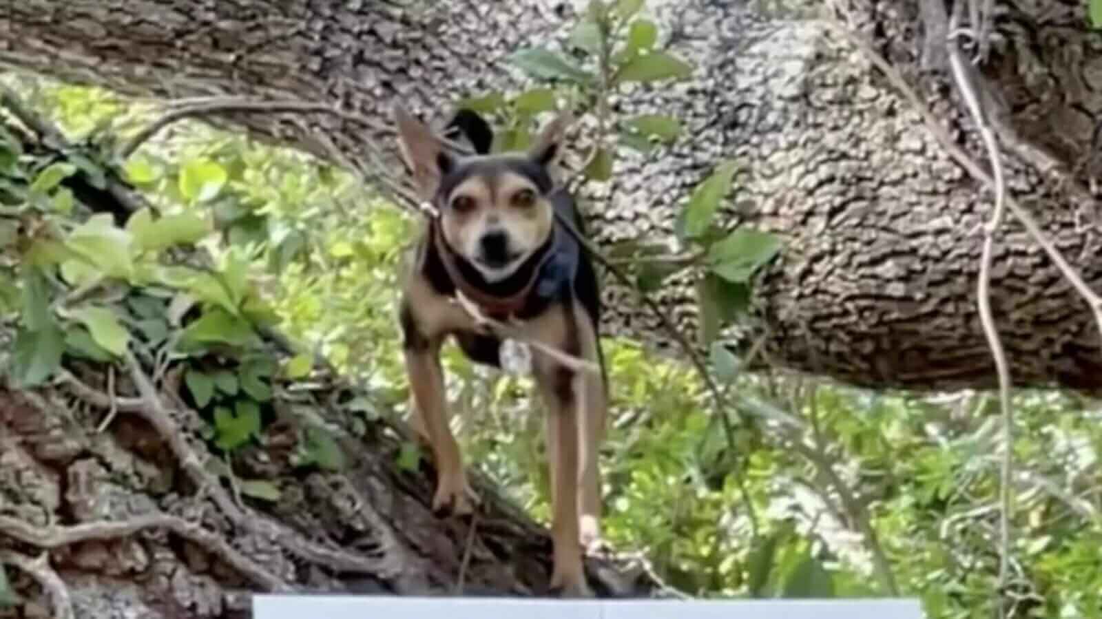 Cachorro em cima de árvore