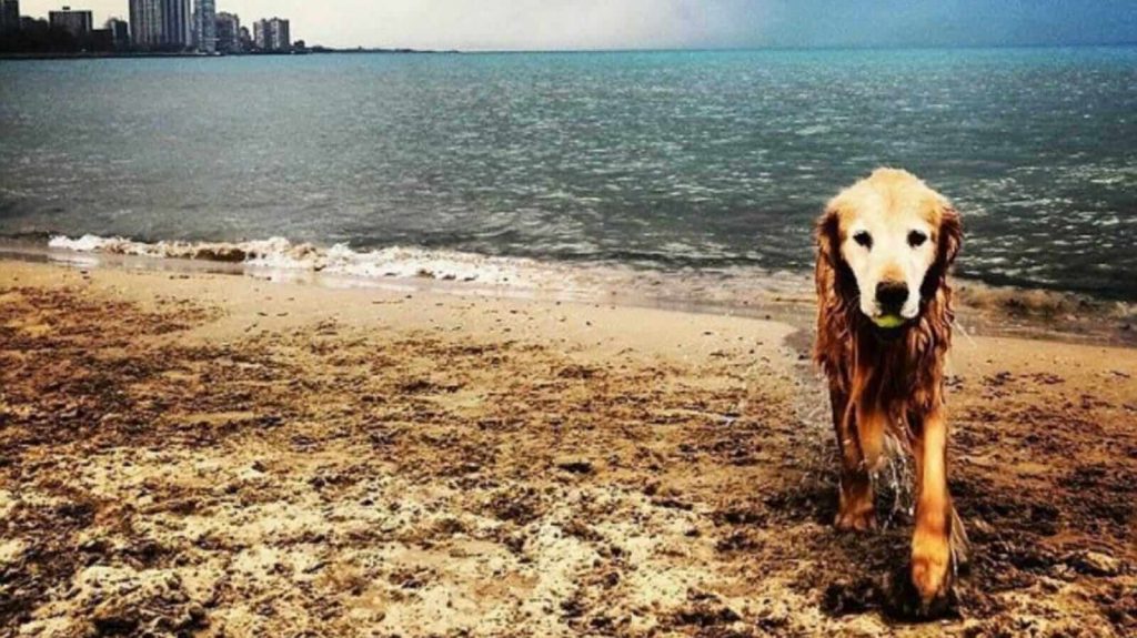 Cachorro golden retriever na praia