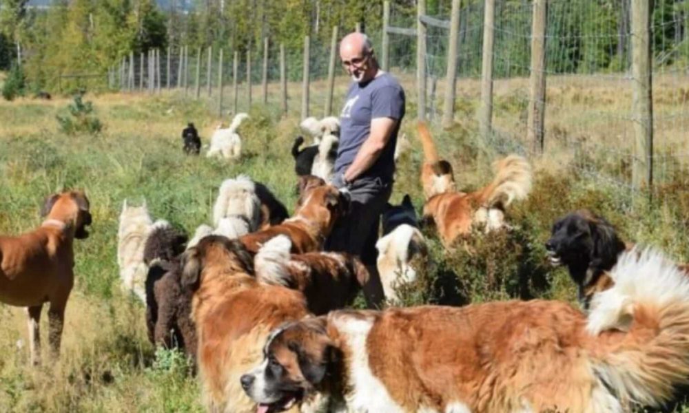 Homem com vários cachorros em campo