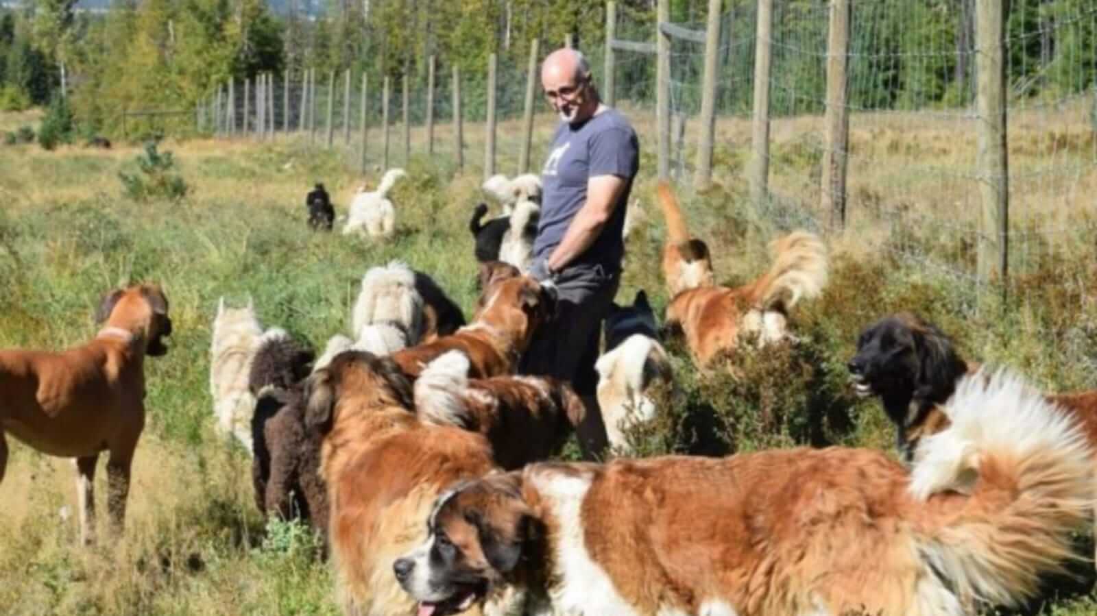 Homem com vários cachorros em campo