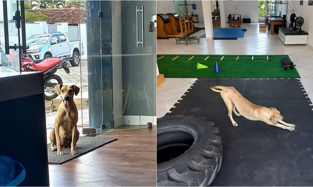 Cachorro em clínica de ioga