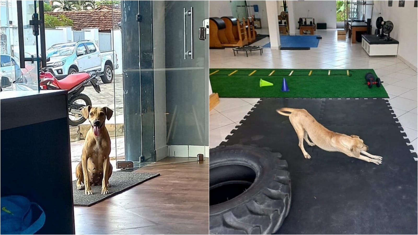 Cachorro em clínica de ioga