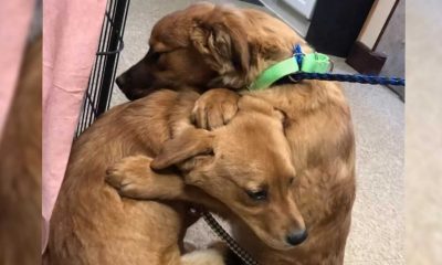 cachorra abraça irmã depois de ter sido resgatada