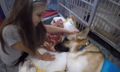 Menina fazendo carinho no cachorro que salvou sua vida