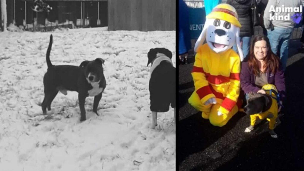 Cachorro na neve e em evento policial