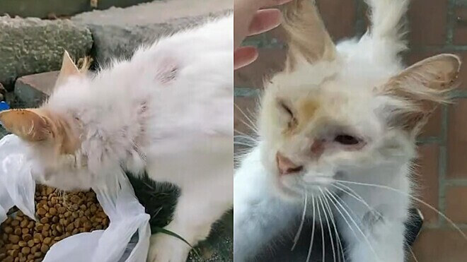 The street cat thanks the woman who gave her her food and the video went viral on TikTok