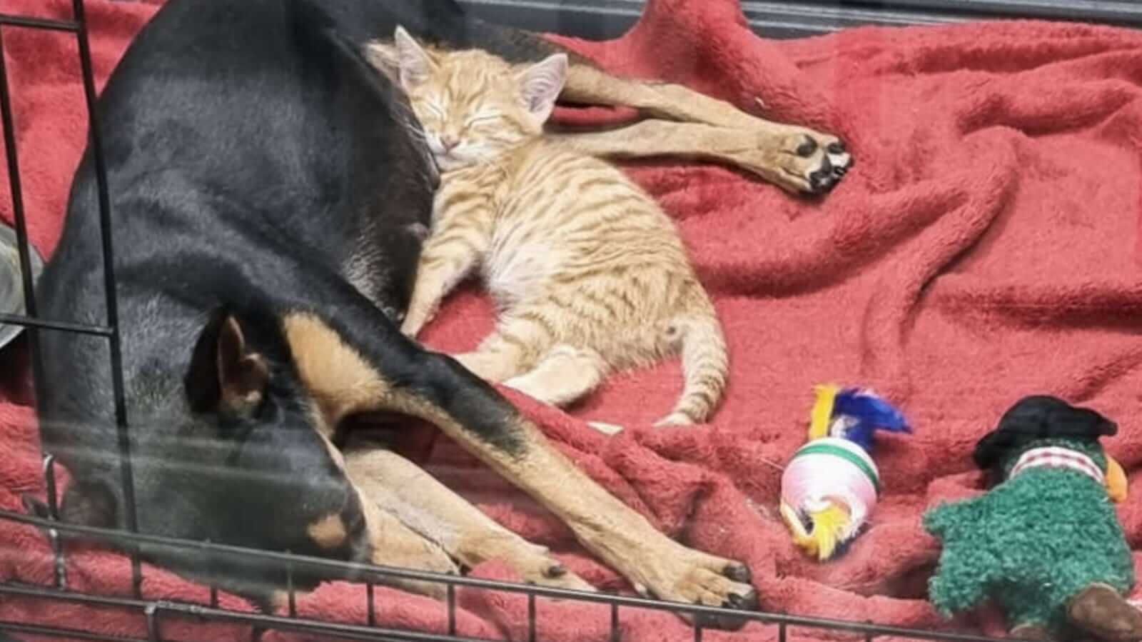 Cachorro preto dorme abraçado a gato laranja
