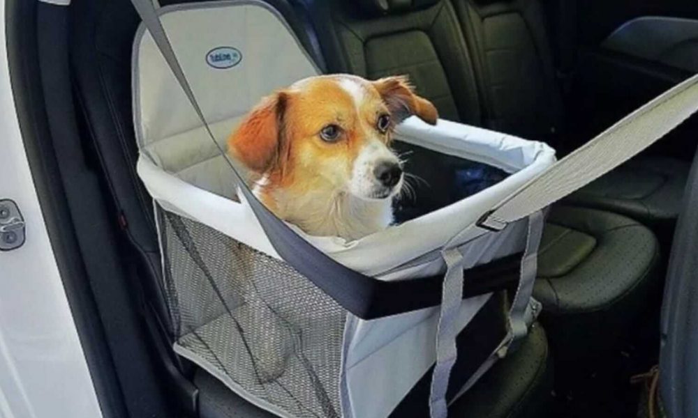 Cachorro sendo transportado no carro em segurança