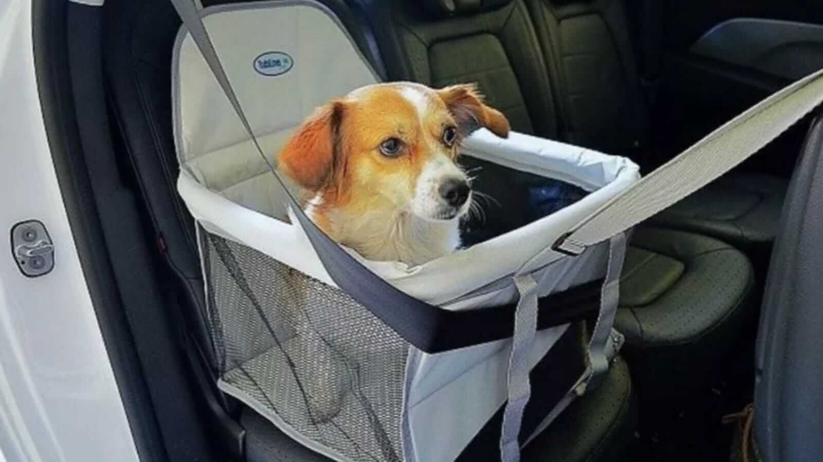 Cachorro sendo transportado no carro em segurança