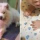 Cachorro e bebê com marcas de nascença iguais
