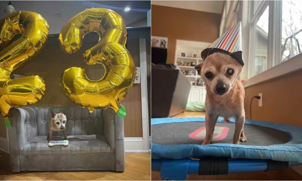 Aniversário de cachorro