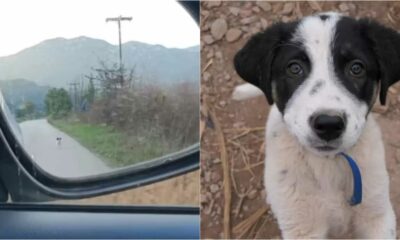 Cachorro segue carro e é adotado