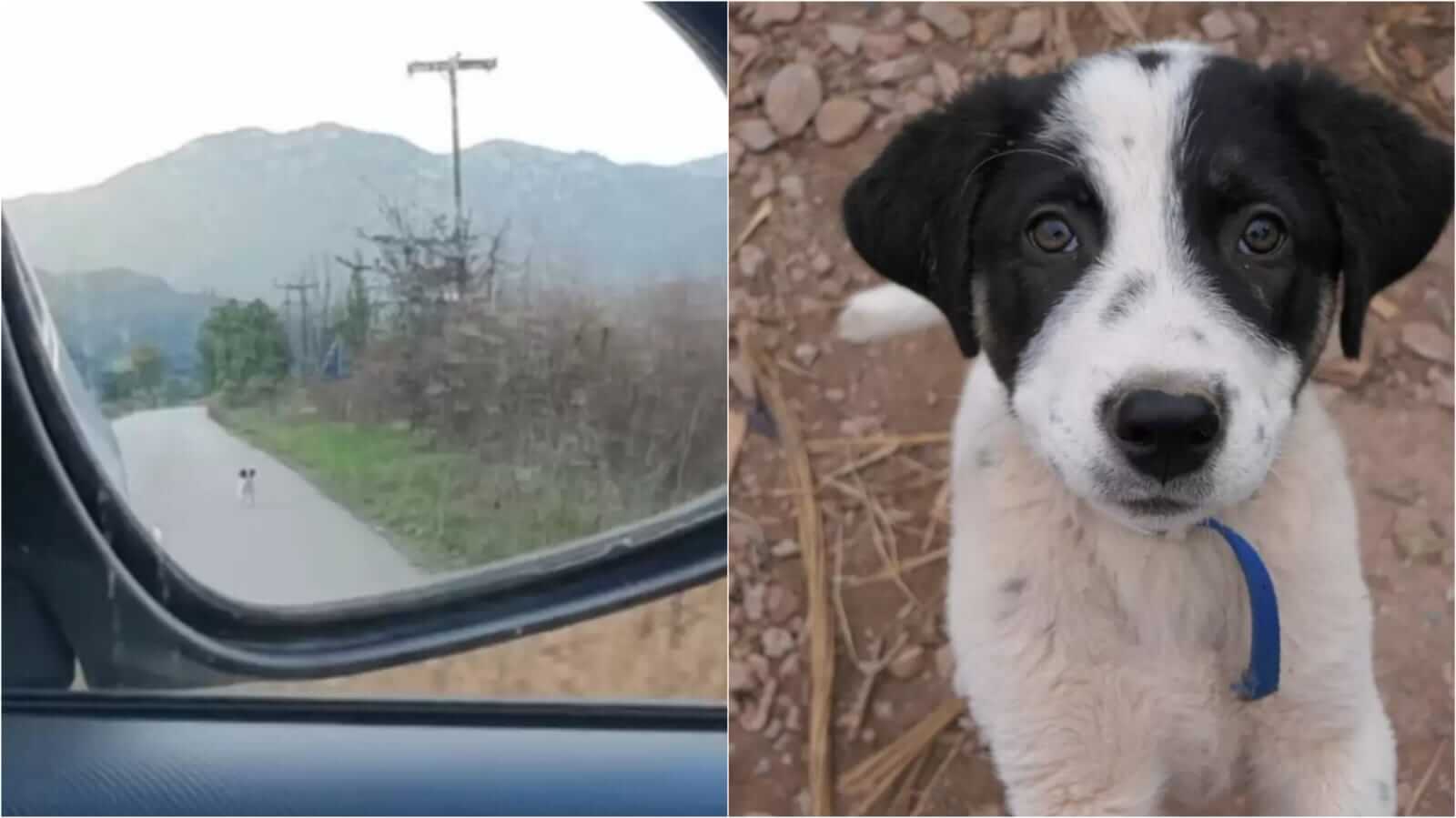 Cachorro segue carro e é adotado