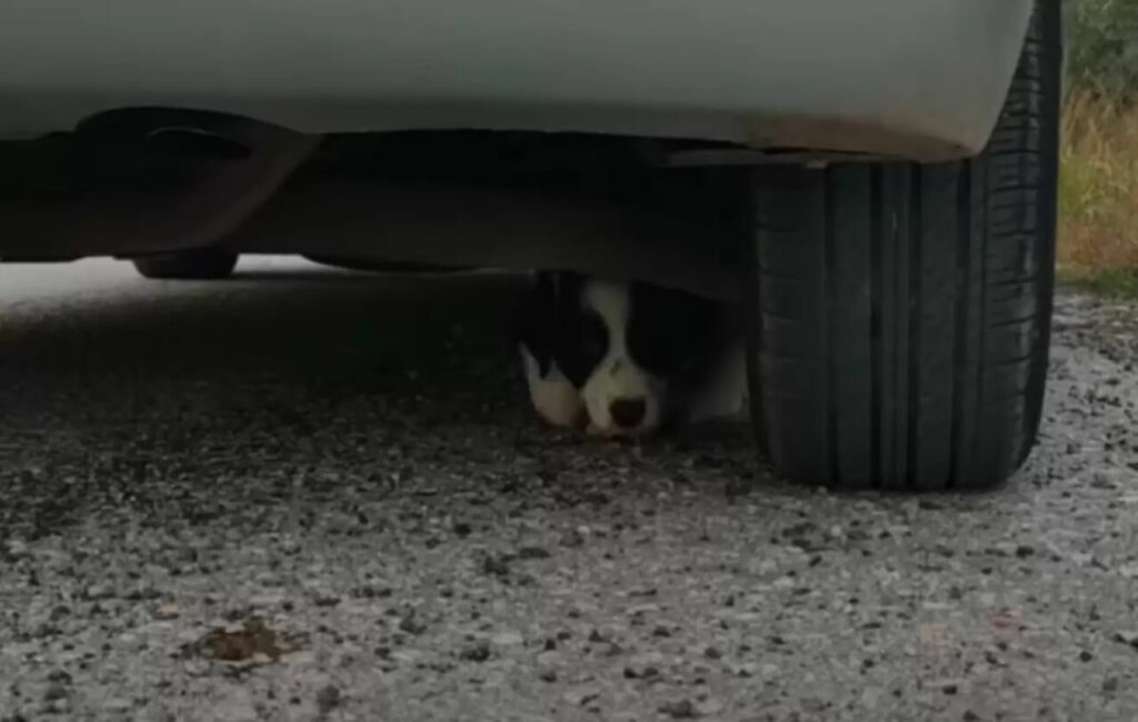 Cachorro embaixo de carro