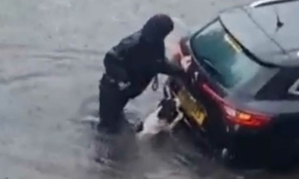 Cachorro e mulher empurrando carro em enchente