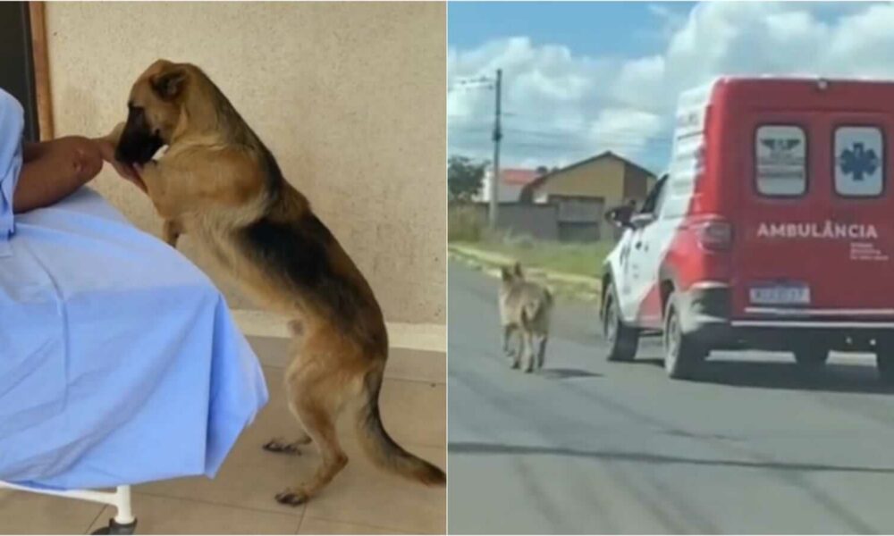 Cachorro com tutor em hospital e seguindo ambulância