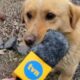 Cachorro mordendo microfone