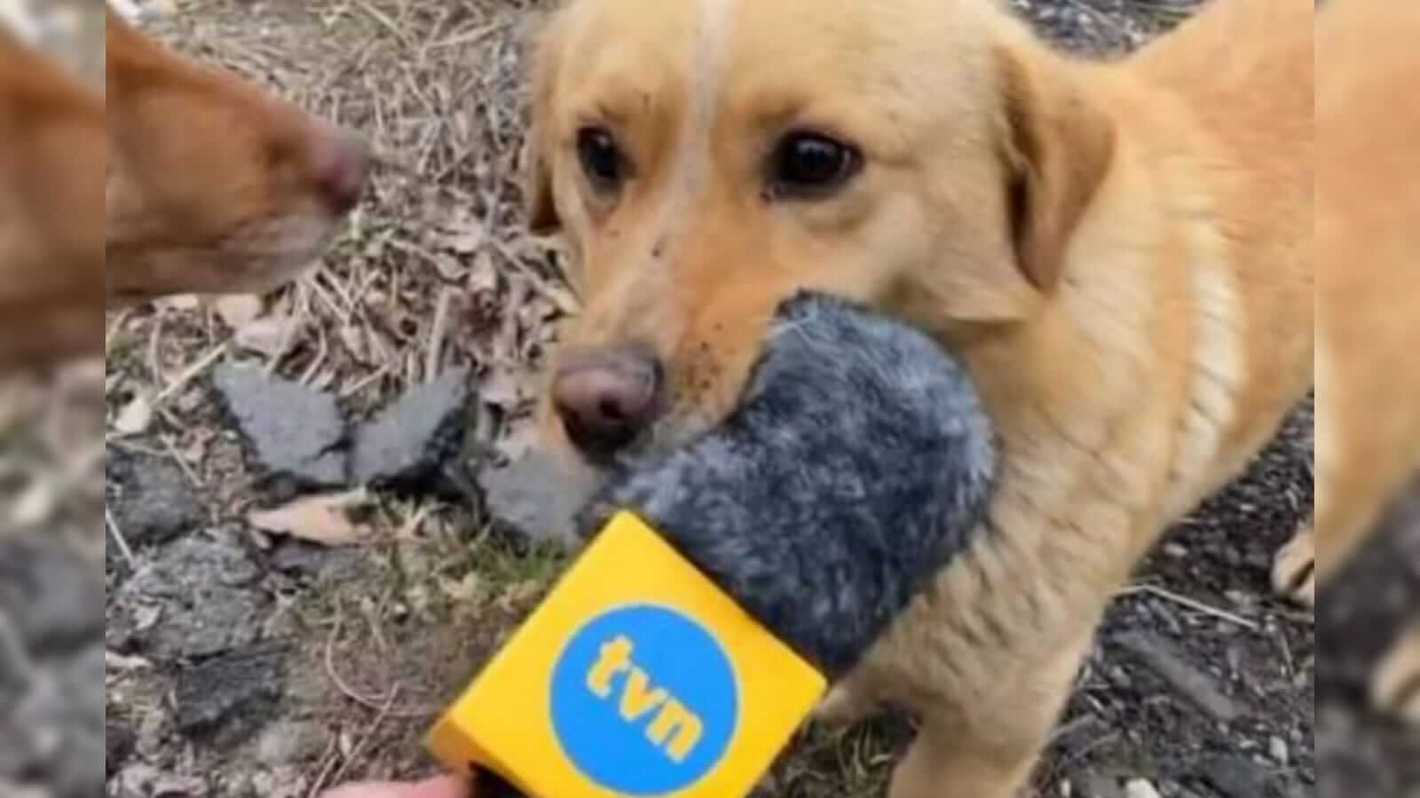 Cachorro mordendo microfone