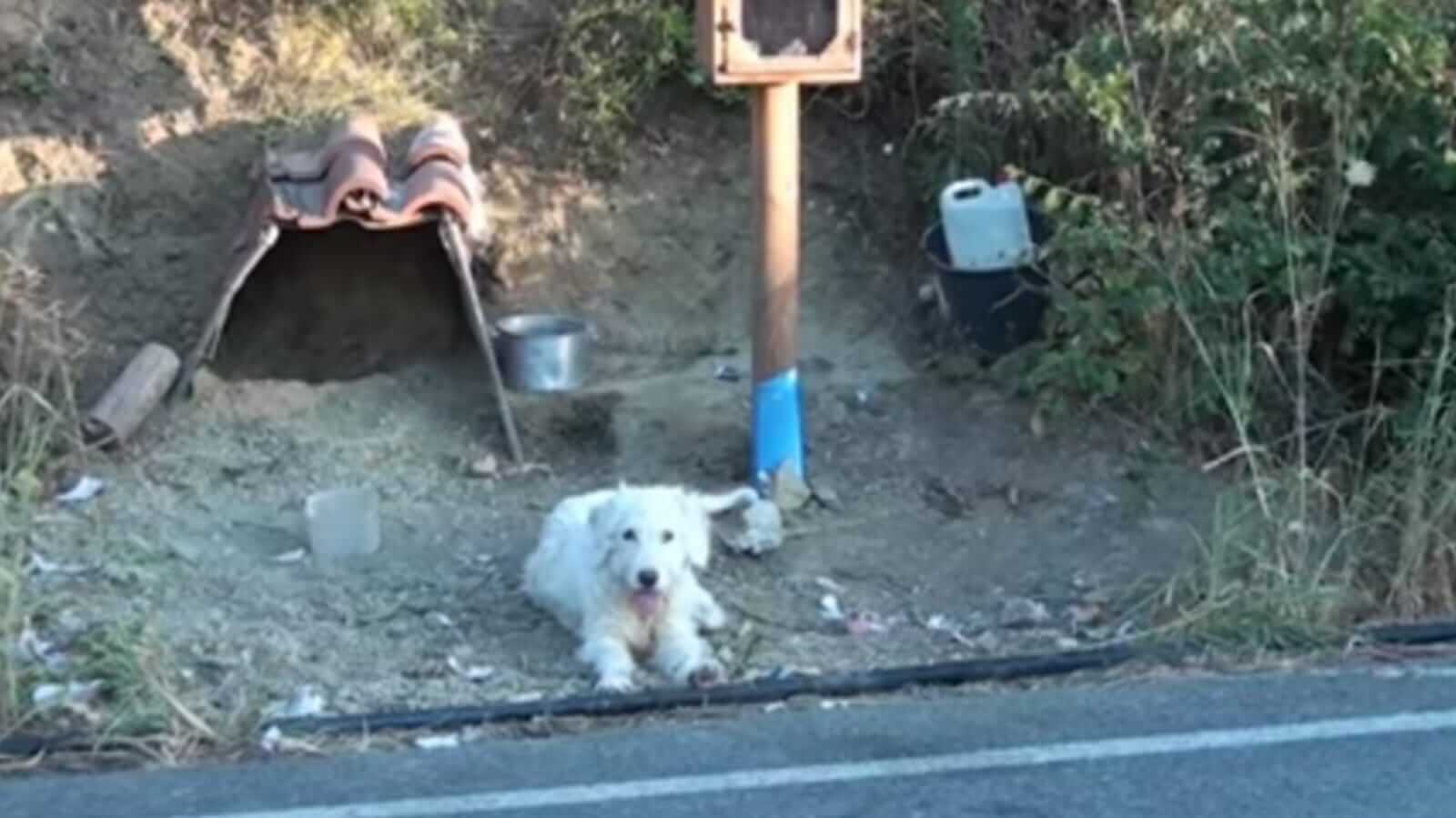 Cachorro deitado na beira da estrada