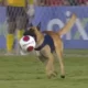 Cão rouba bola