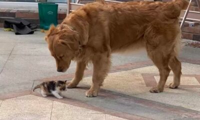 Cachorro Golden Retriever e gatinho