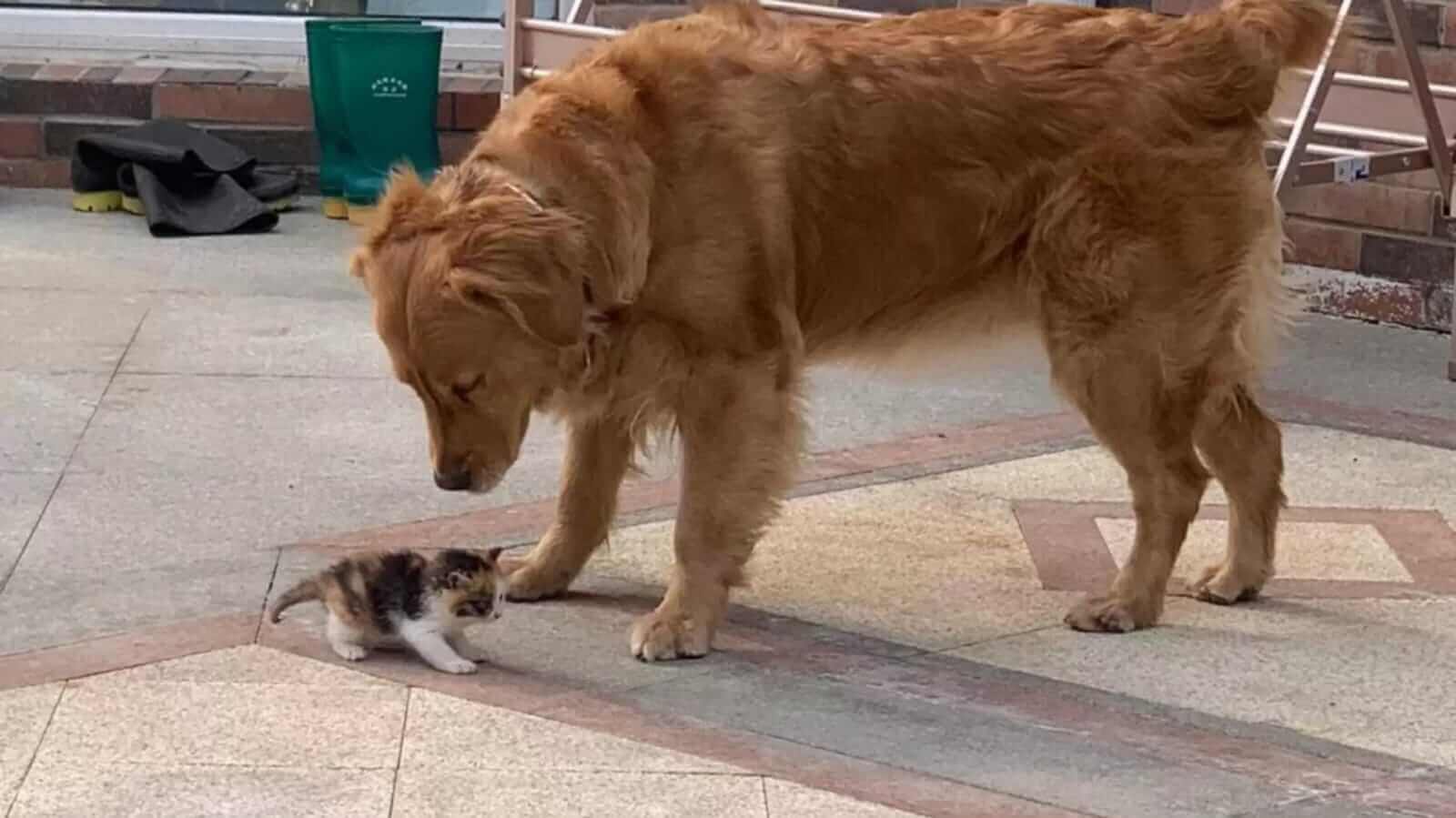 Cachorro Golden Retriever e gatinho