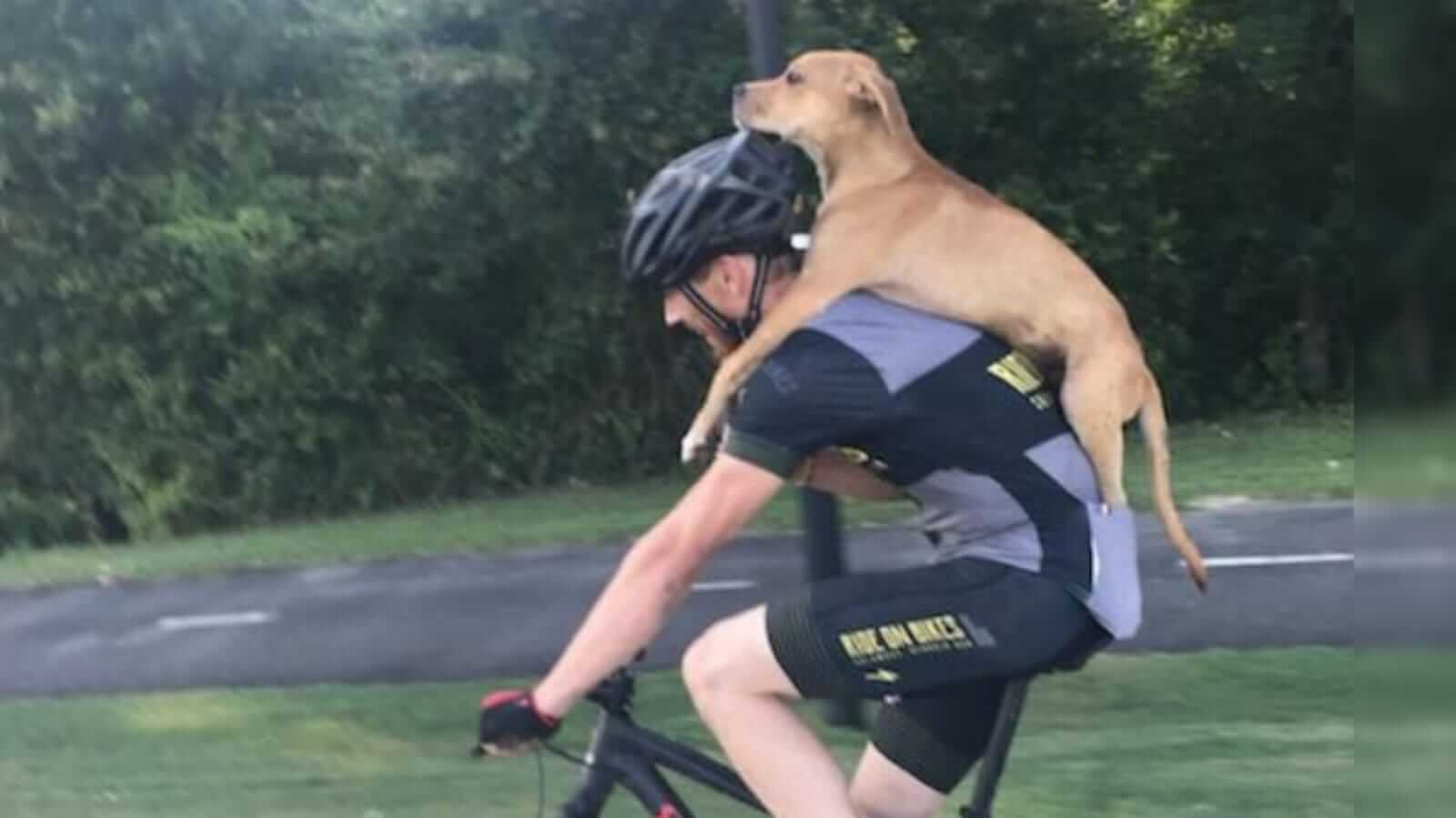 Ciclista carregando cachorro ferino nas costas