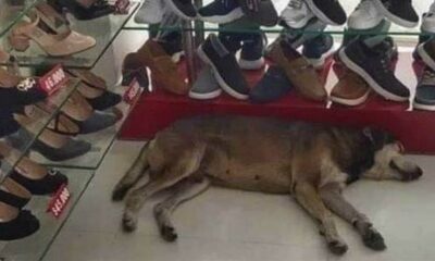 Cachorro deitado no chão em loja de sapatos