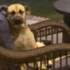 Foto: Cachorro sentado em cadeira na varanda
