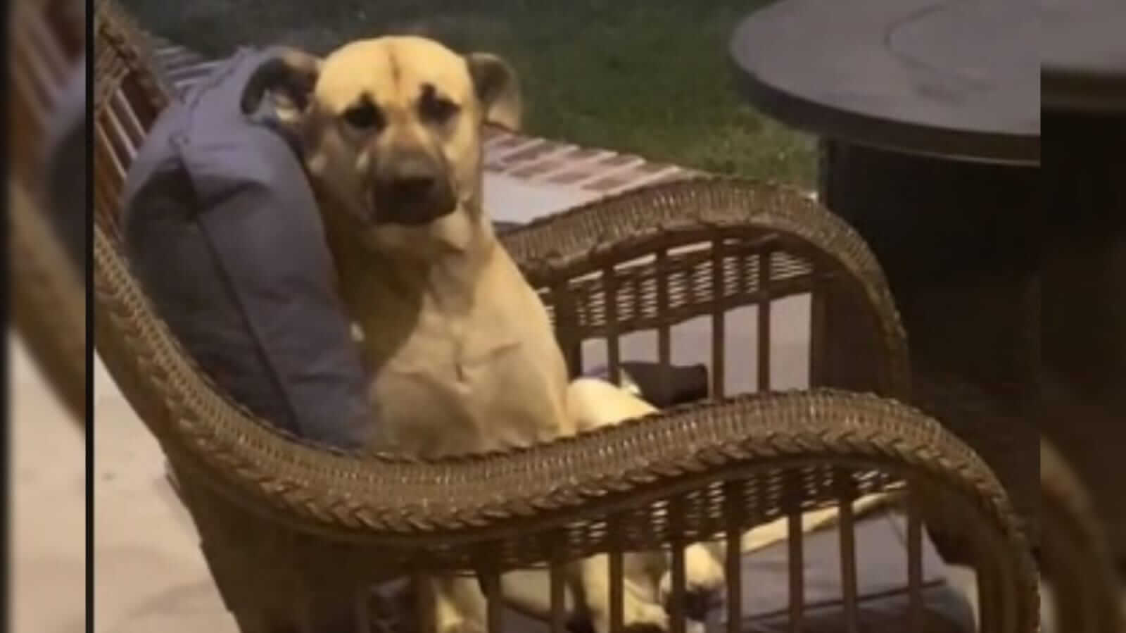 Foto: Cachorro sentado em cadeira na varanda
