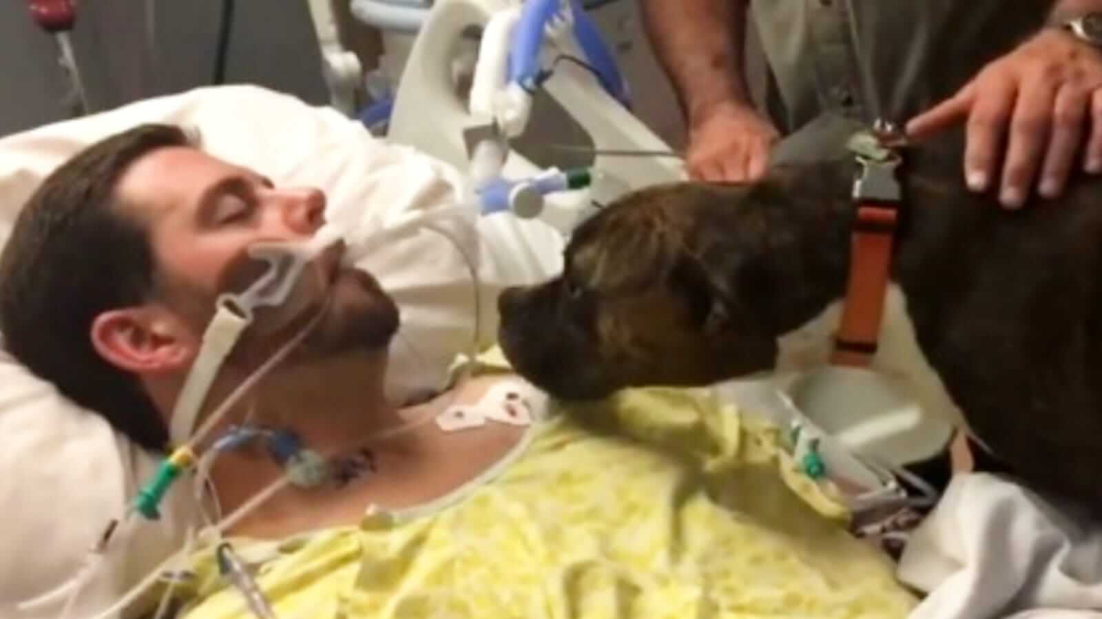 Cachorro cheirando homem em maca de hospital