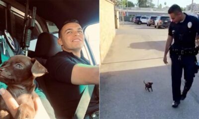 Policiais resgatam cachorrinho de rua movimentada