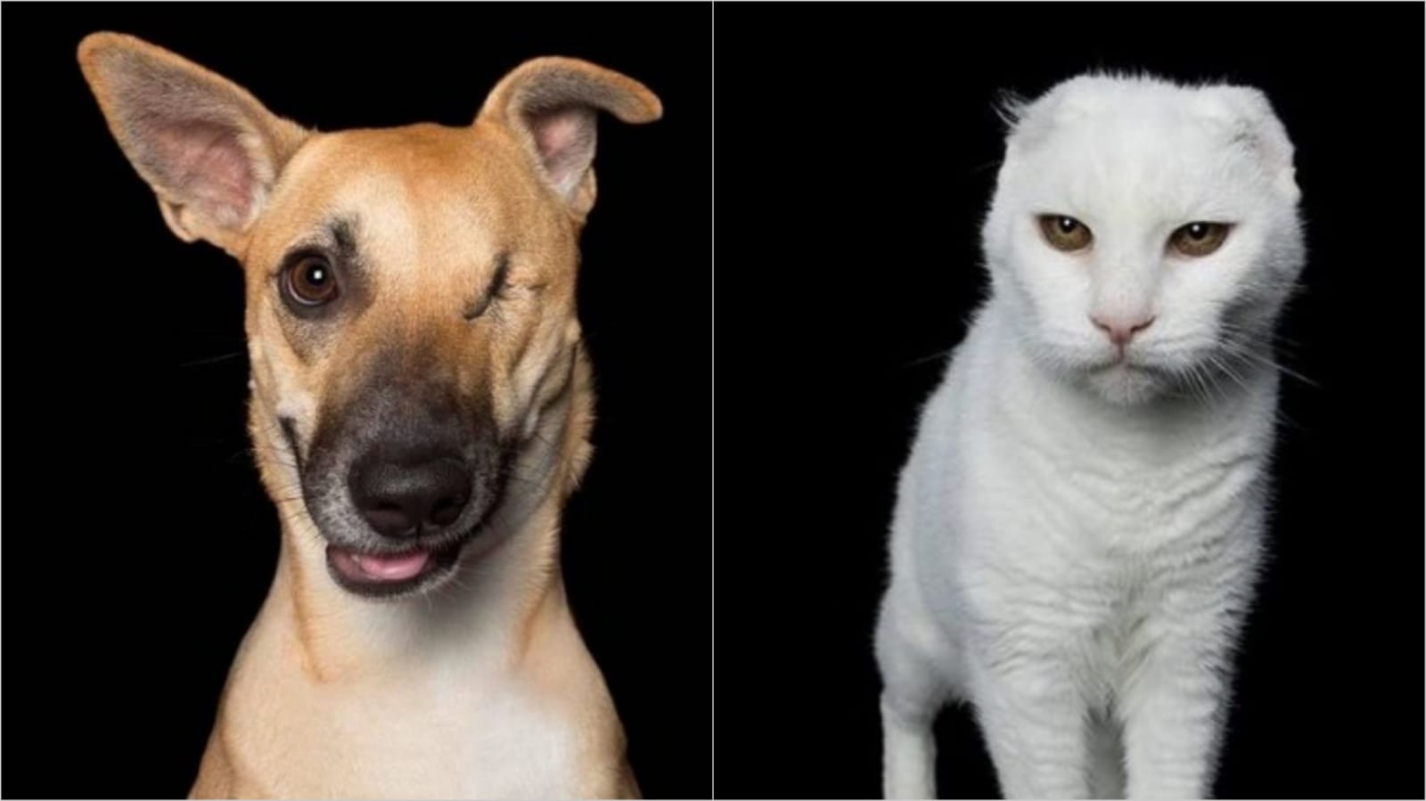Cachorro sem um olho e gato sem orelhas