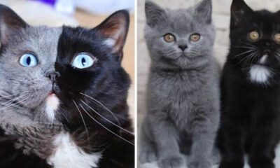Gato com rosto dividido em duas cores e filhotes de gato