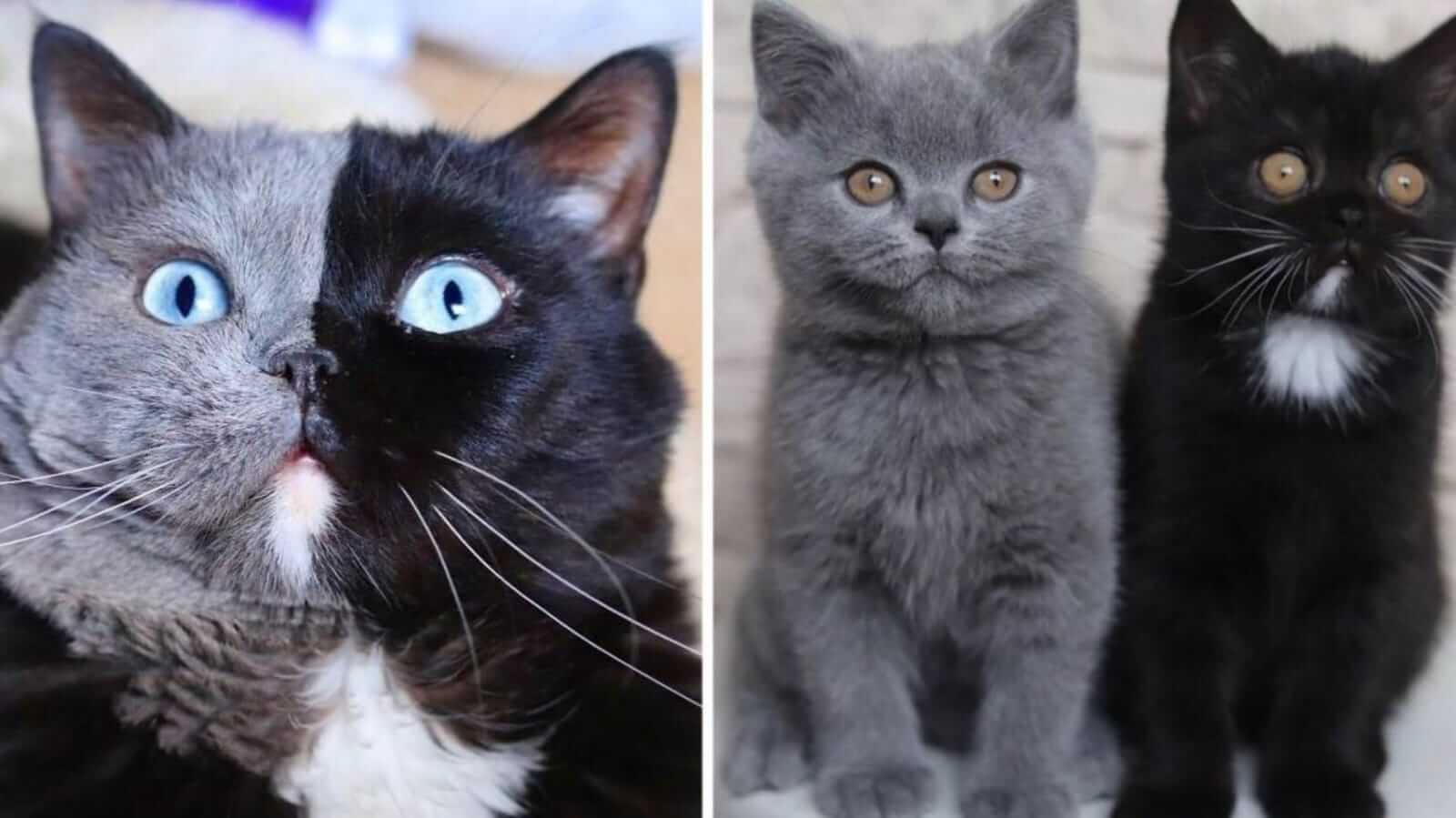 Gato com rosto dividido em duas cores e filhotes de gato