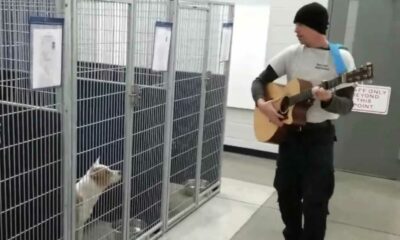 Homem tocando violão para cachorro em abrigo