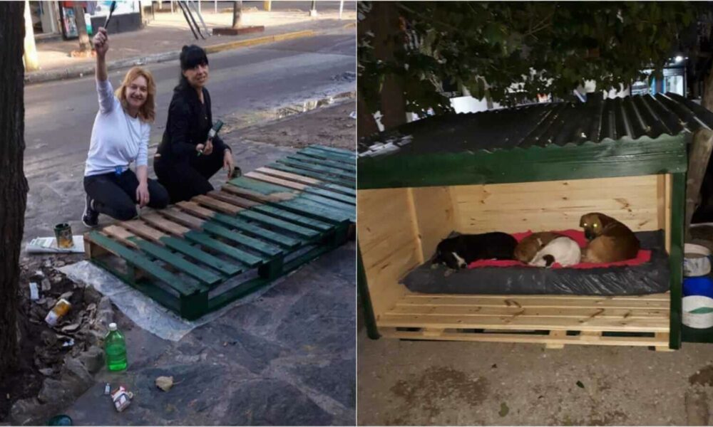 Mulheres constroem casa para cachorros de rua
