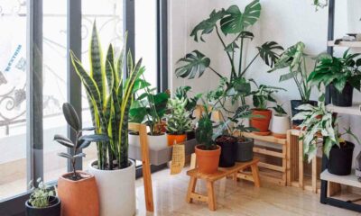 Apartamento com plantas/decoração