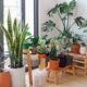 Apartamento com plantas/decoração