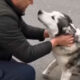 Homem reencontrando cachorro