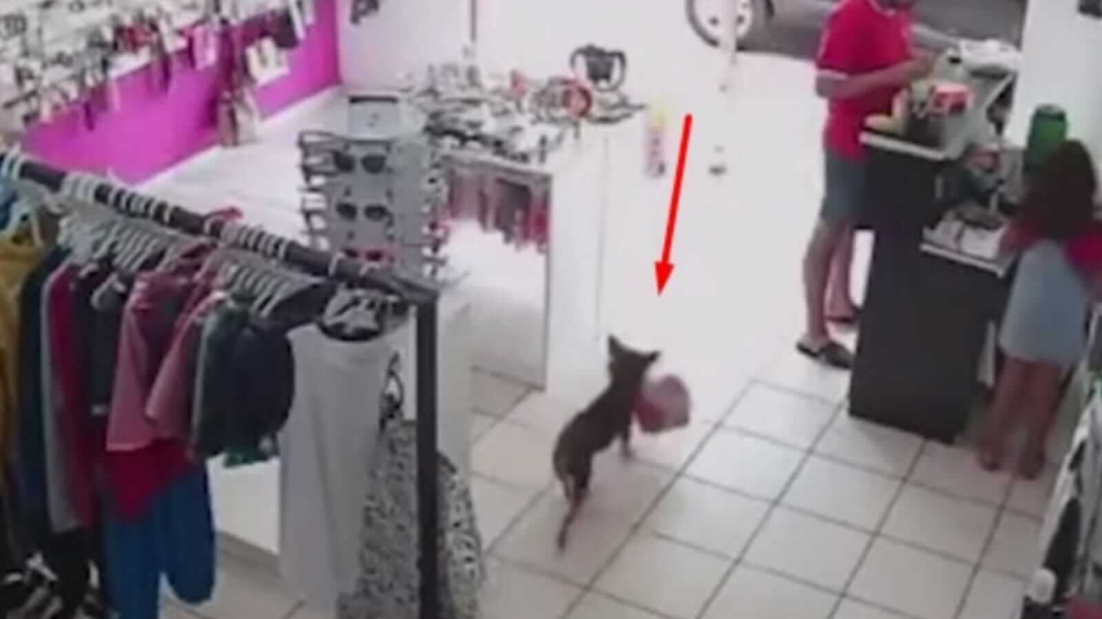 Cachorro saindo de loja com ursinho na boca
