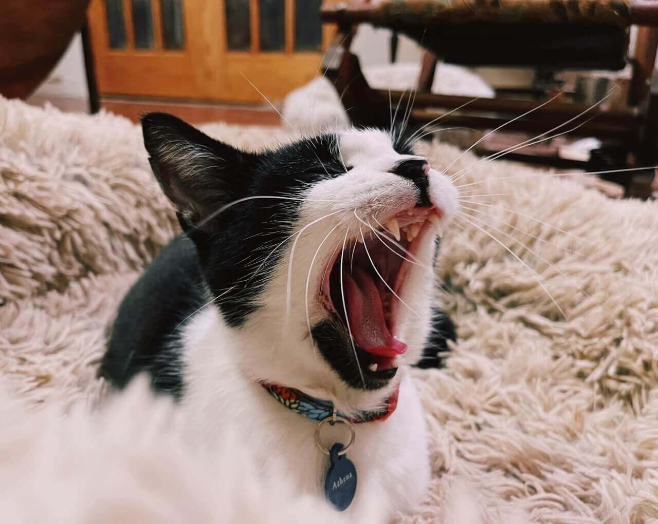 Gato bocejando