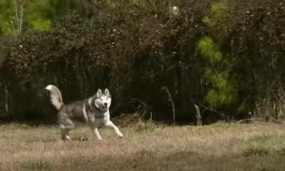 Cachorro correndo depois de ser libertado de correntes
